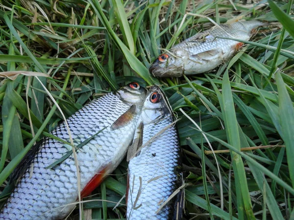 Fotografia Processo Pesca Peixe Rama Pegando Leme Lago — Fotografia de Stock