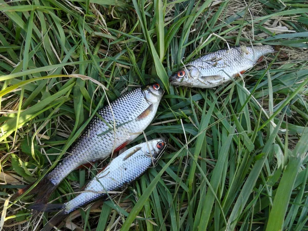 Fotografieren Des Fischereiprozesses Rudd Fischt Auf Einem See Einen Unrat — Stockfoto