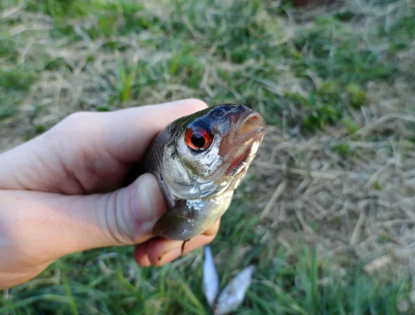 Fotografering Fiskeprocessen Rudd Fisk Fånga Ett Roder Sjö — Stockfoto