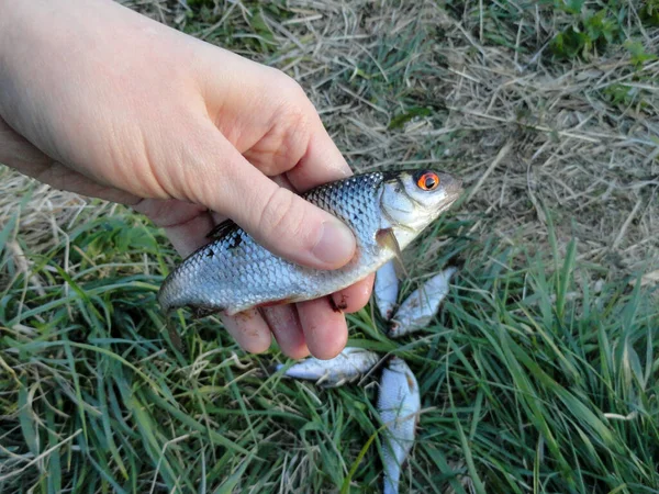 Balıkçılık Sürecinin Fotoğrafı Rudd Balığı Bir Rudd Gölde Yakalamak — Stok fotoğraf