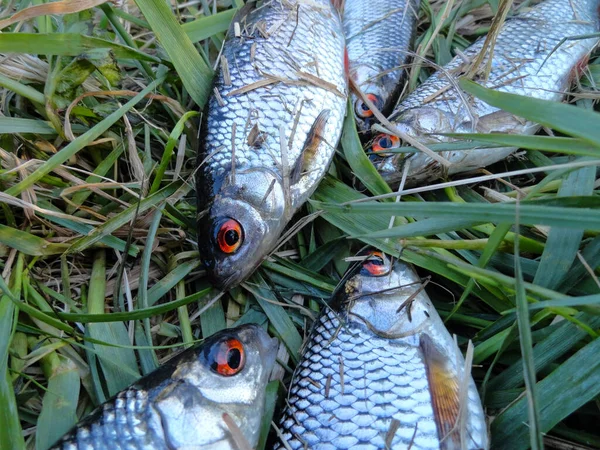 Photographie Processus Pêche Poisson Roux Attraper Roux Sur Lac — Photo