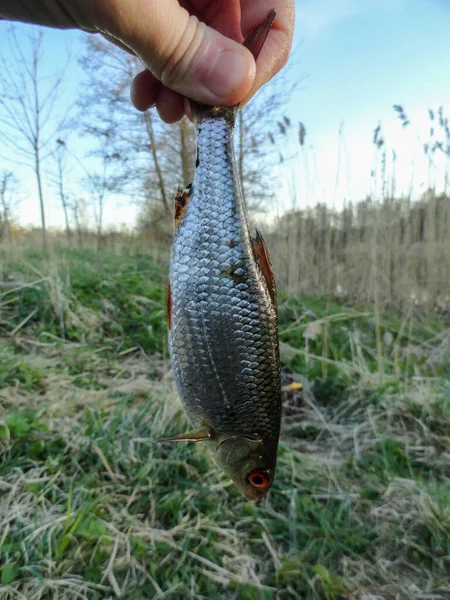 Photograph Fishing Process Rudd Fish Catching Rudd Lake — Stock Photo, Image