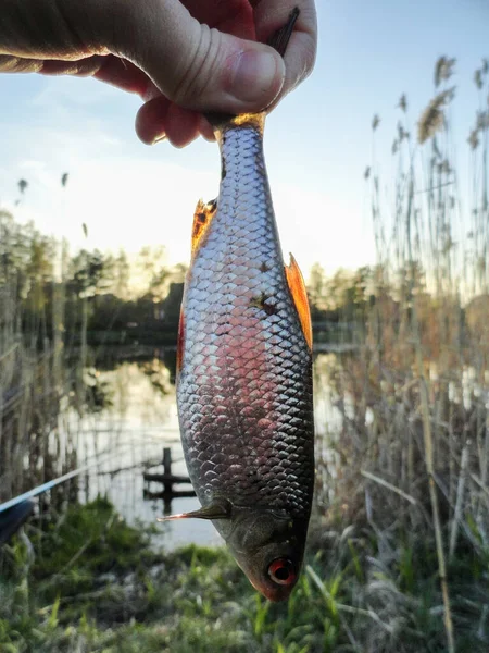 Fotografering Fiskeprocessen Rudd Fisk Fånga Ett Roder Sjö — Stockfoto