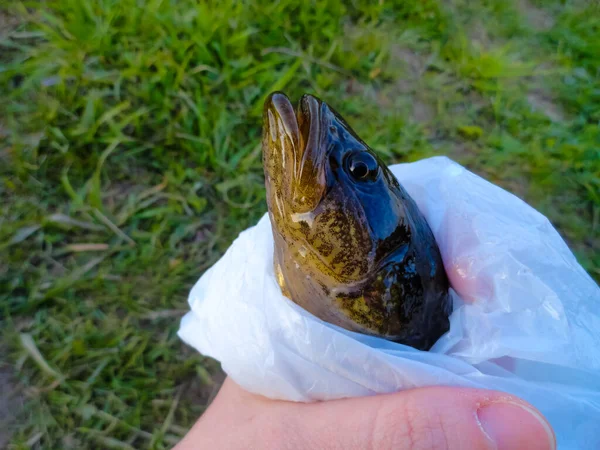 Rotan Fische Rotanfischen Angeln Auf Einem Floß Auf Dem See — Stockfoto