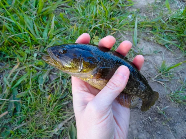 Rotan Fische Rotanfischen Angeln Auf Einem Floß Auf Dem See — Stockfoto