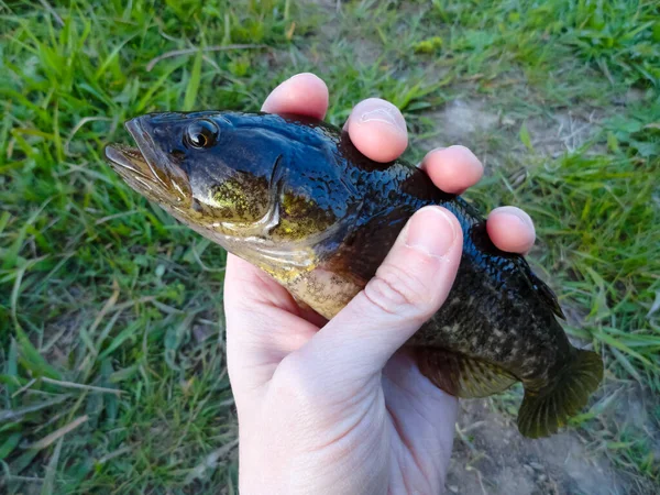 Pesce Rotan Pesca Rotan Pesca Galleggiante Sul Lago — Foto Stock