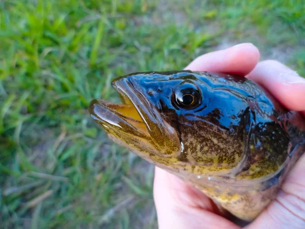 Rotanfisk Rotanfiske Fiske Flyt Sjön — Stockfoto