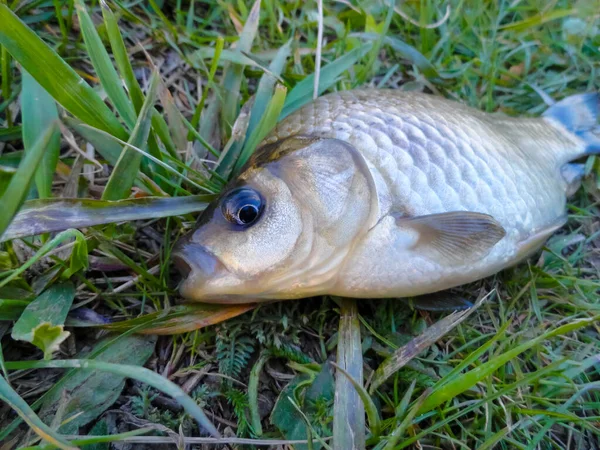 Cruciano Pesca Carpa Cruciana Pequeño Cruciano Atrapado Yace Hierba Verde — Foto de Stock