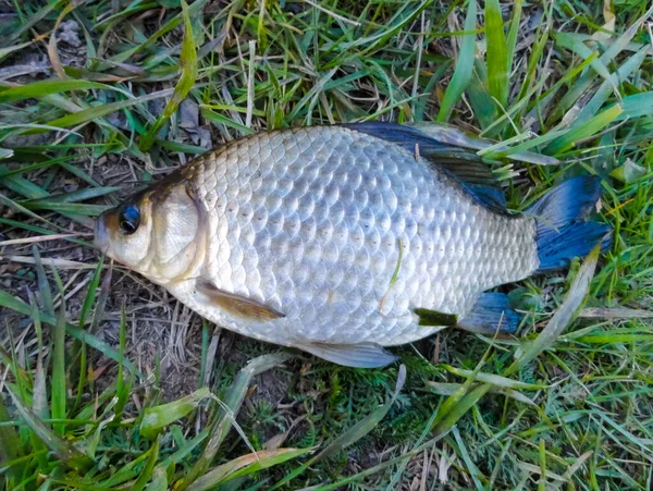 Crucian Pesca Carpa Crucian Pequeno Crucian Pego Encontra Grama Verde — Fotografia de Stock