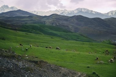 Dağ manzarasında koyun sürüsü