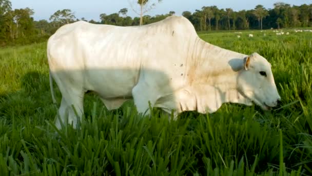 Vache Mangeant Pâturages Agricoles — Video