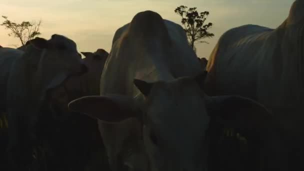 Худоби Пасовиську Захід Сонця Фермі Штаті Мату Гросу — стокове відео