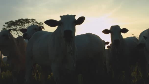 Rinder Auf Der Weide Und Sonnenuntergang Auf Dem Bauernhof Bundesstaat — Stockvideo