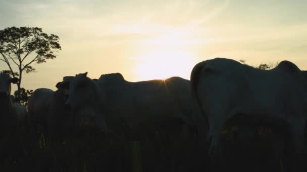 牧草地とファームの夕焼けの牛 — ストック動画