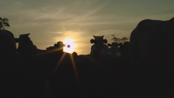 Mera Günbatımı Kızdırma Çiftlikte Sığır — Stok video