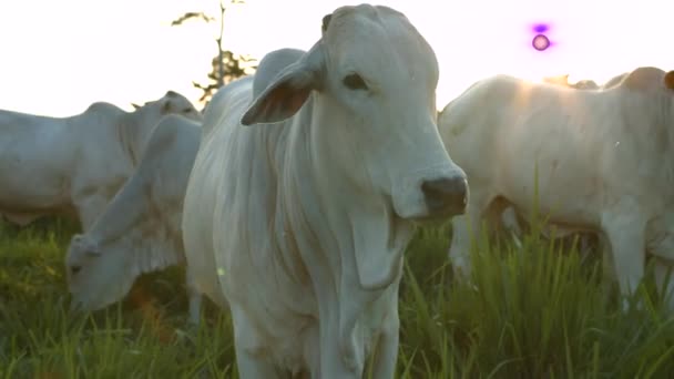 Rinder Auf Der Weide Und Ein Sonnenuntergang Auf Dem Bauernhof — Stockvideo