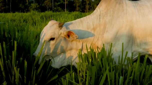 Vache Mangeant Pâturages Agricoles Brésil — Video