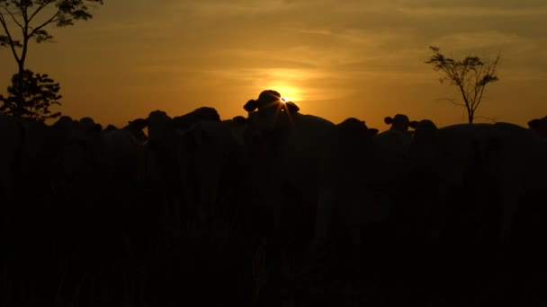 Ganado Pasto Resplandor Puesta Sol Granja — Vídeo de stock