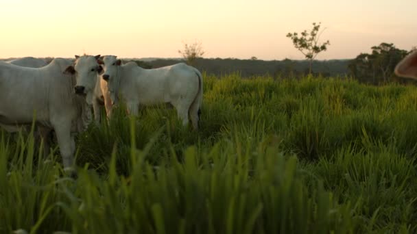 Cámara Filmando Múltiples Vacas Cambiando Enfoque Una Sola Más Cercana — Vídeos de Stock