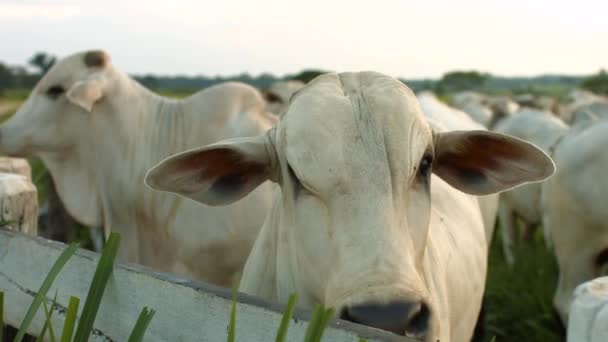 Krowa Blisko Ogrodzenia Farmie — Wideo stockowe