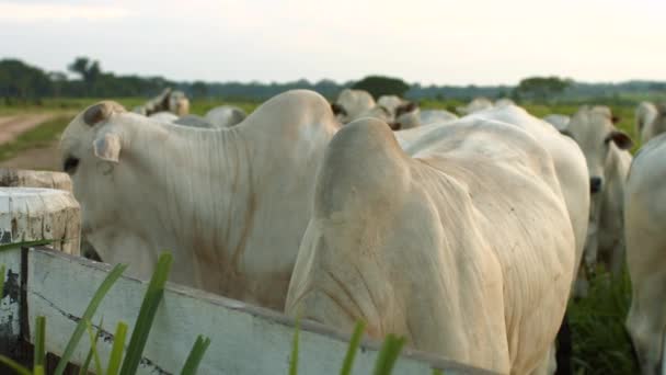 Στενή Φράχτη Αγελάδα Φάρμα — Αρχείο Βίντεο
