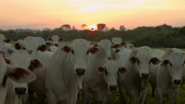 Vacas Viendo Movimiento Con Puesta Sol Fondo Una Granja — Vídeo de stock