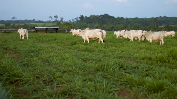 Krávy na pastvinách farmy