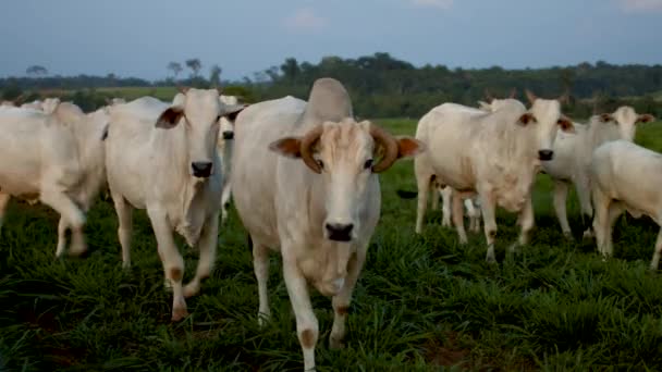 Chodzenie Farmie Pastwiska Krowy — Wideo stockowe