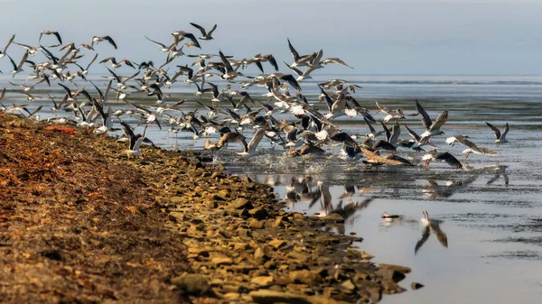 Rise of seagulls. Sakhalin. — Stock Photo, Image
