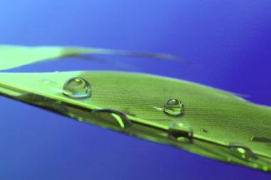 Kuş tüyü su damlaları.