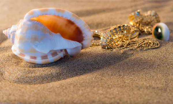 Skal på stranden. — Stockfoto