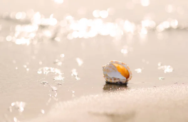 Shells on the beach. — Stock Photo, Image