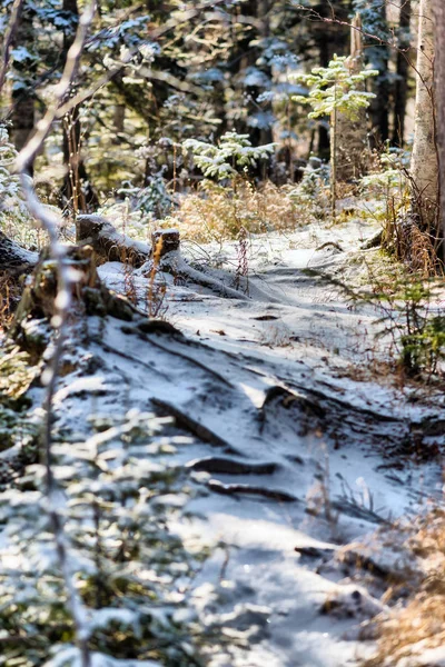 Noel orman. Noel öncesi güneşli orman.