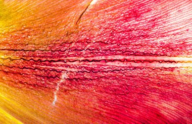 Lale yaprak yapısı.