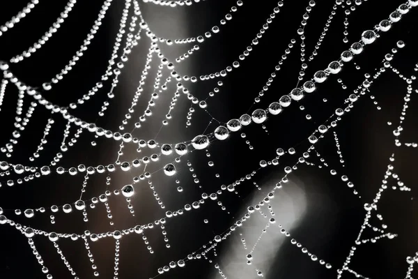 Dew drops on the web. — Stock Photo, Image