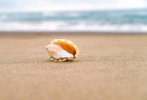 Shell på sandstranden. — Stockfoto