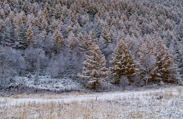 Bosque nevado de invierno. Sajalín . — Foto de Stock