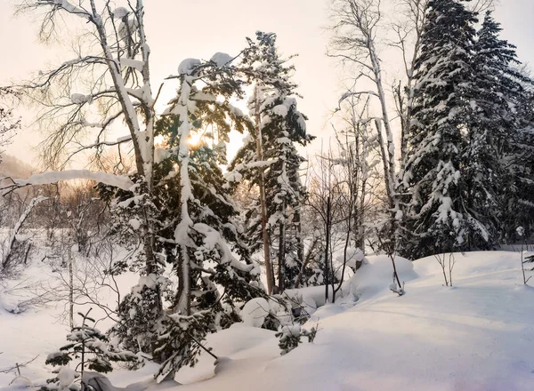 Zonnige ijzige ochtend in een besneeuwd bos. Sachalin. — Stockfoto