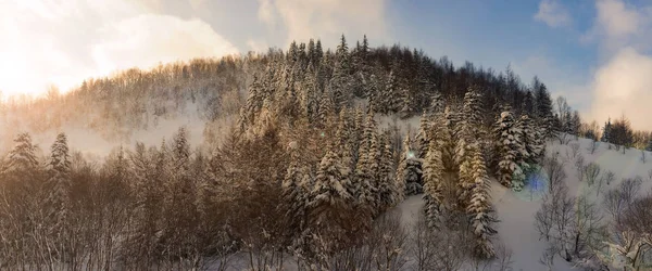 Mattina soleggiata e gelida in una foresta innevata. Sakhalin . — Foto Stock
