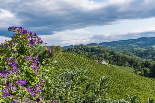 Vinice s květy fialové pelargonium v Jižní Štýrsko — Stock fotografie