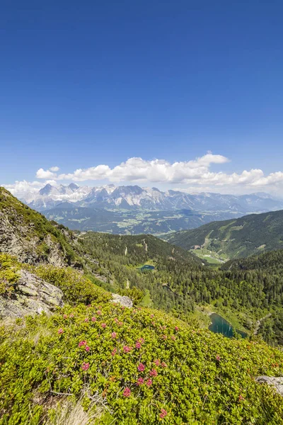 Vue de la montagne avec Alpenrose au lac et à la montagne Dachstein — Photo