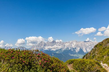 Flower Alpenrose on mountain Reiteralm and distant mountain range Dachstein clipart