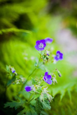 Mavi çiçek açan Sardunya Cranesbills çiçek bitki yumuşak yeşil alan