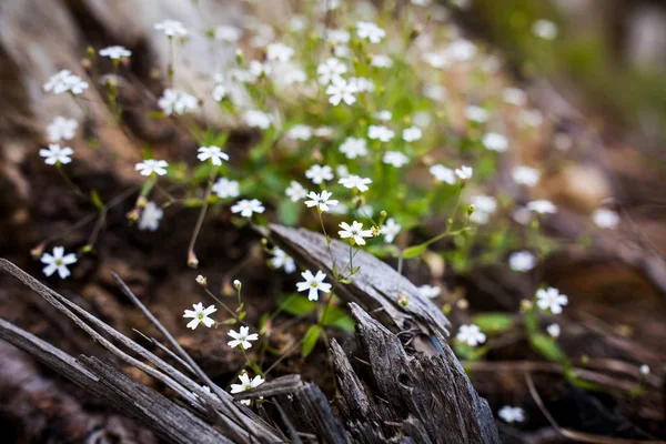 Héliosperme à fleurs blanches Fleur Pusillum et racines pourries dans les Alpes — Photo
