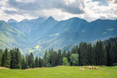Slovenya 'daki Kamnik Savinja Alplerine Logarska Vadisi manzarası
