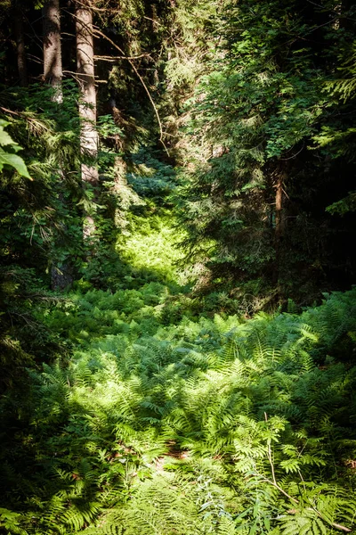 Sunshine over fresh fern in wild forest in Slovenia, Europe — Stock Photo, Image
