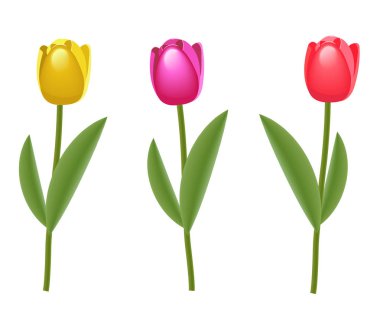 Lale. Güzel bahar çiçekleri. Kadınlar günü 8 Mart