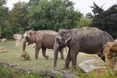 Hayvanat bahçesinde bir yemek sırasında iki dişi Hint fil