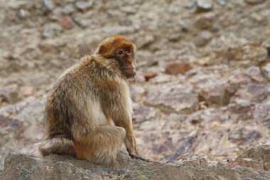 Barbary macaque, Barbary ape, ormagot on a background of rocks. clipart