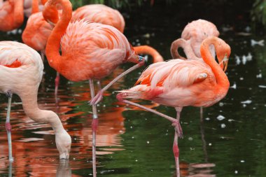 Göl portre üzerinde güzel pembe flamingolar